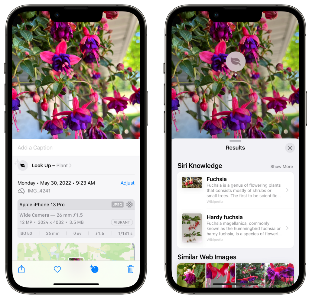渑池苹果手机维修分享小技巧：使用 iPhone 相机识别花卉植物 